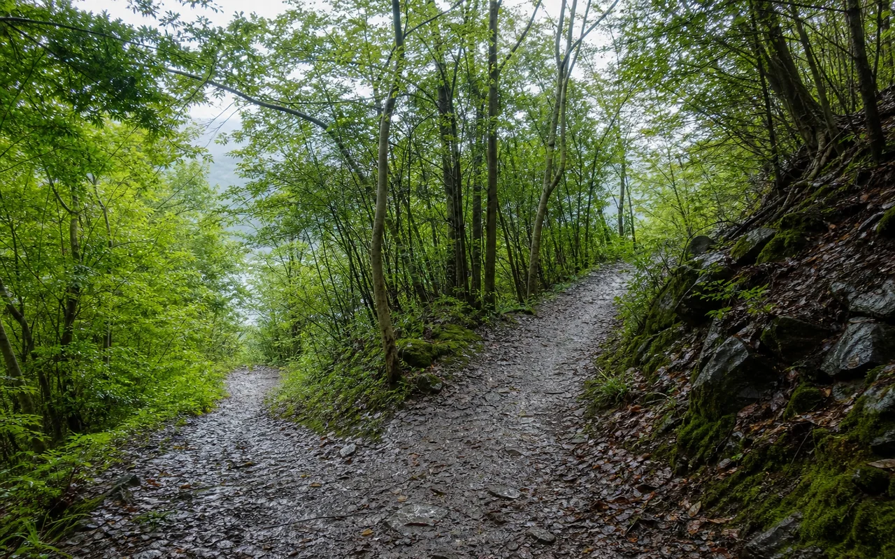 雨上がりの森で2方向に分かれる道